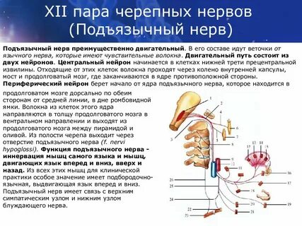 11 пара черепных