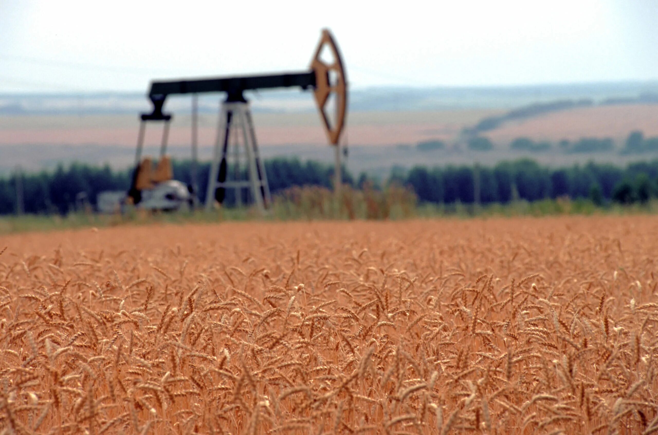 Пшеница нефть. Пшеница нефть. Поля зерна челябинской области. Нефть в сельском хозяйстве. Агропром агропромышленный комплекс.