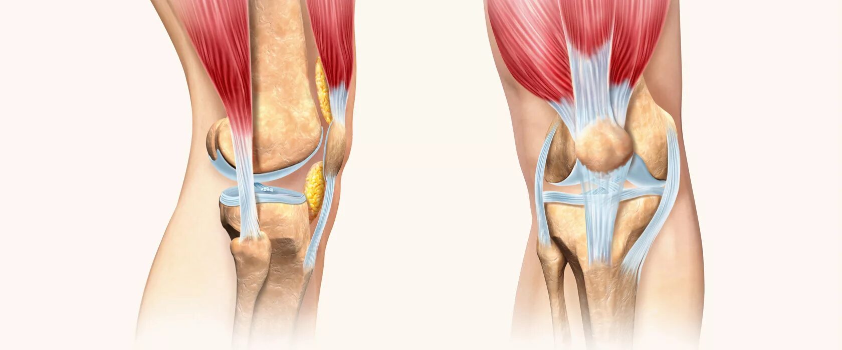Коленный сустав кости связки мышцы. Сустав хрящ связка сухожилие. Крестообразные связки коленного сустава анатомия. Растяжение связок коленного сустава анатомия.