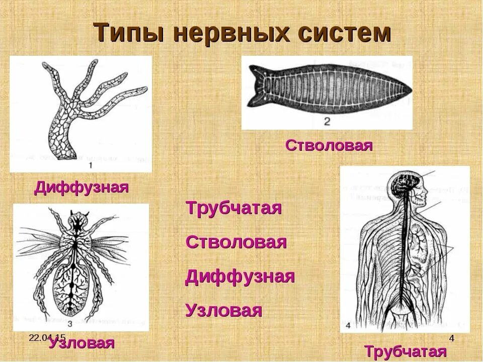 Представители трубчатой нервной системы. Типы нервной системы диффузная Узловая трубчатая. Трубчатая нервная система у животных. Нервная система узлового типа. Нервная система диффузного типа.