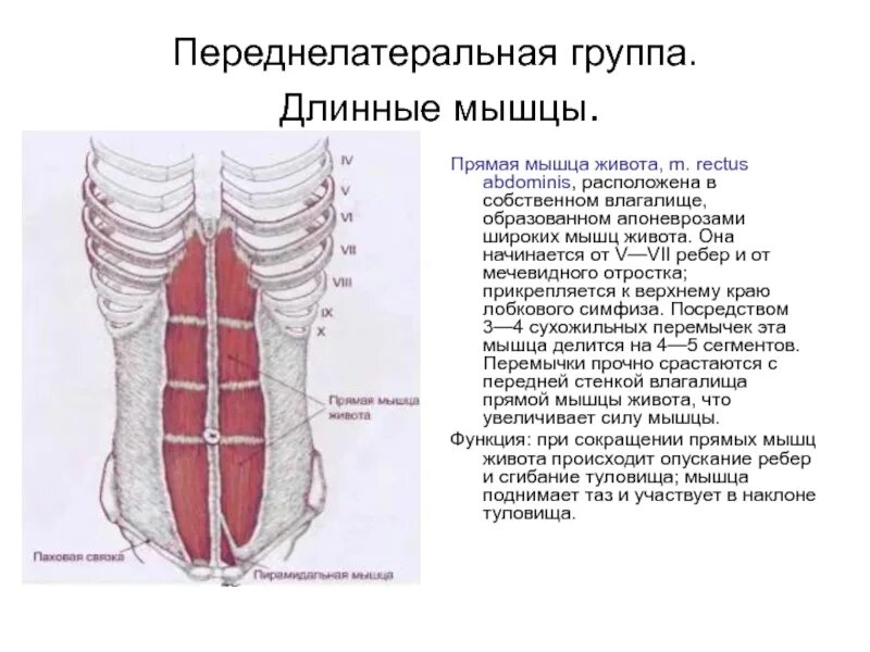 Передняя прямая мышца живота. Поперечная мышца живота (m. transversus abdominis). Прямая мышца живота кровоснабжение и иннервация. Прямая мышца живота крепление и функции. Точки крепления прямой мышцы живота.