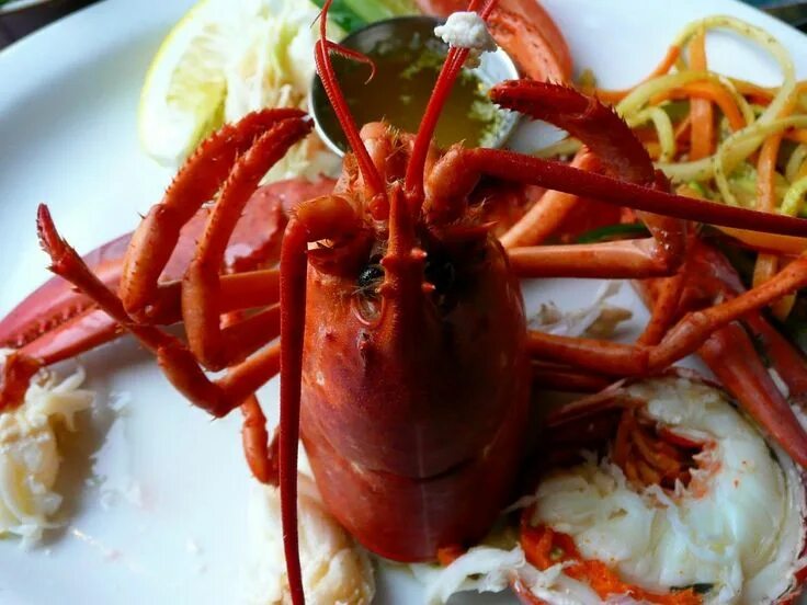 Омар еда. Морепродукты омар лангуст. омар и лобстер. лобстер (морепродукты). омары и лобстеры.