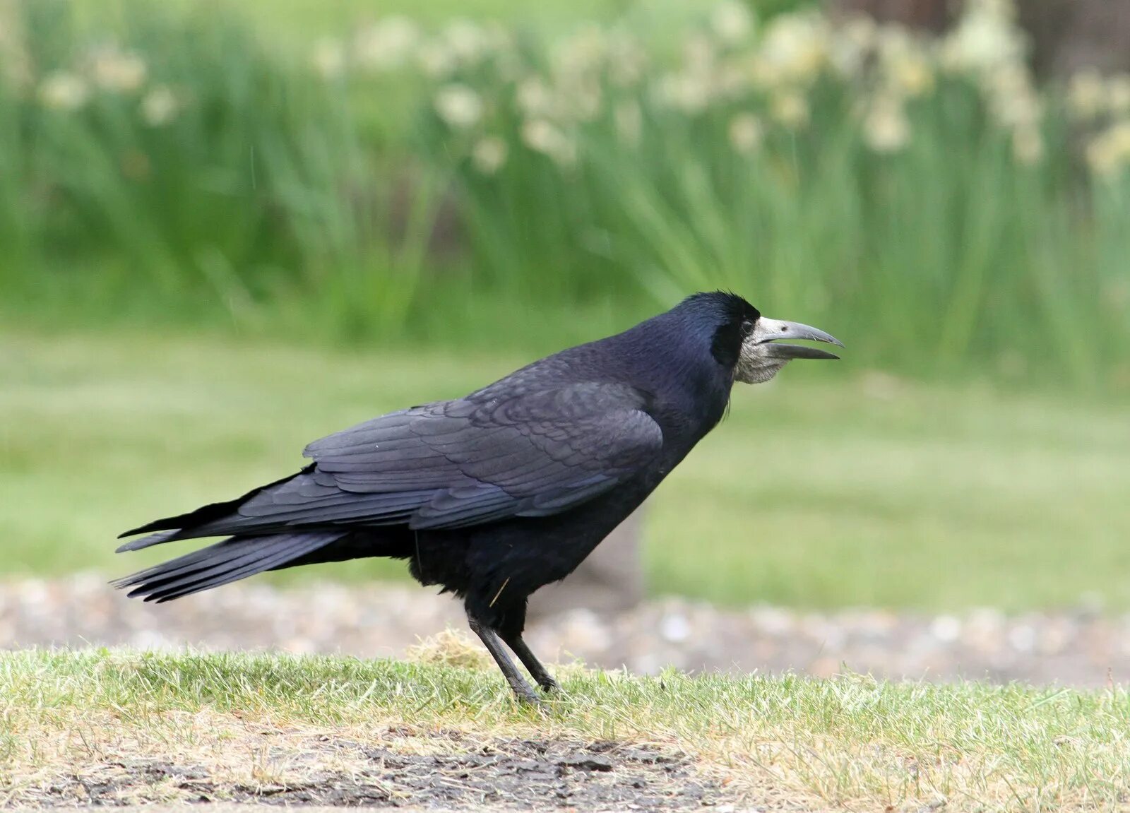 Грач желтоклювый. Грач обыкновенный. Грач фото птицы. Corvus frugilegus.