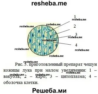 Рассматривание под микроскопом клеток кожицы листа