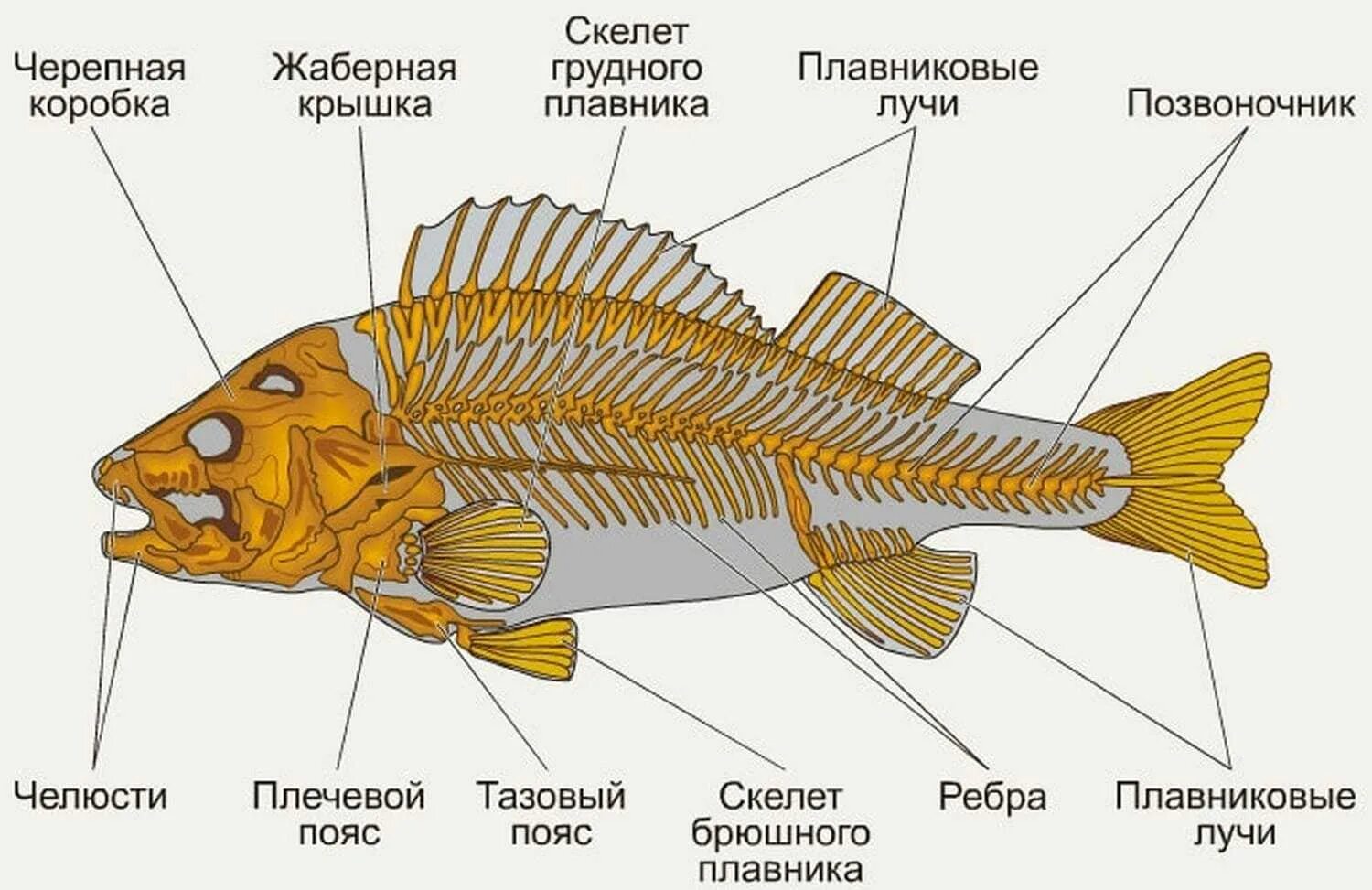 Внутреннее строение карася. Строение скелета костистой рыбы. Опорно двигательная система система рыб. Опорнодвмгаиельная система костных пыб. Скелет костной рыбы 7 класс биология.