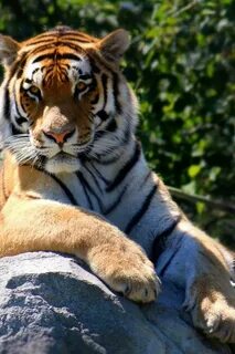 Tigers live