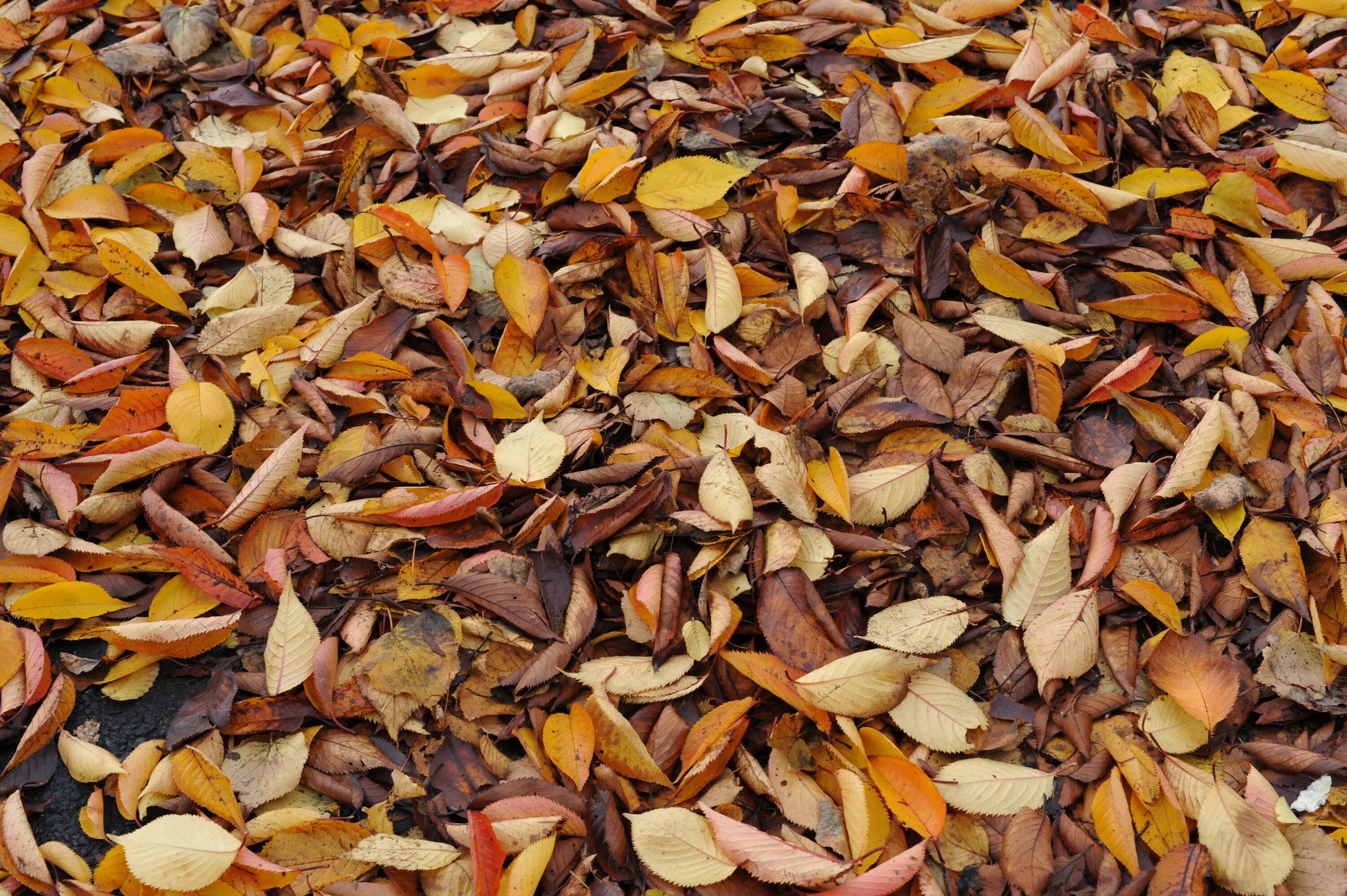 Сухая картинка. Сухие листья. Сухая листва. Сушеные листья. Осень сухие листья.