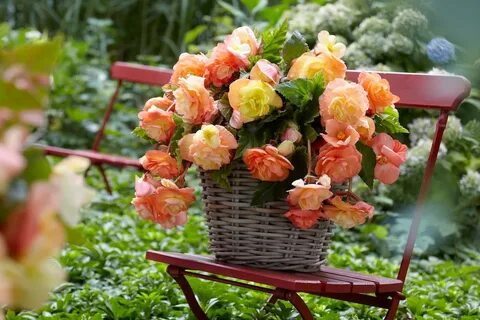 Бегония клубневая в саду