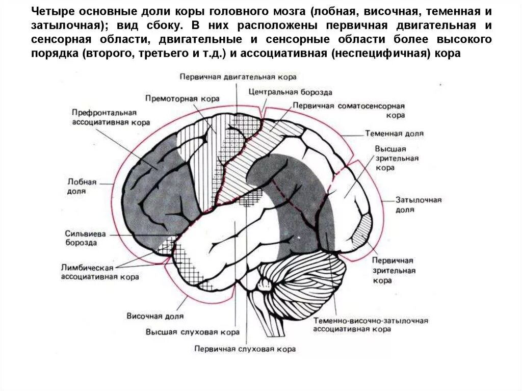 Затылочный мозг функции. Височные доли коры головного мозга анализатор. схема двигательного анализатора физиология. строение двигательного анализатора схема.