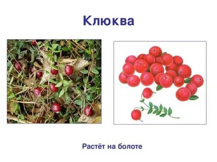 Росла клюква