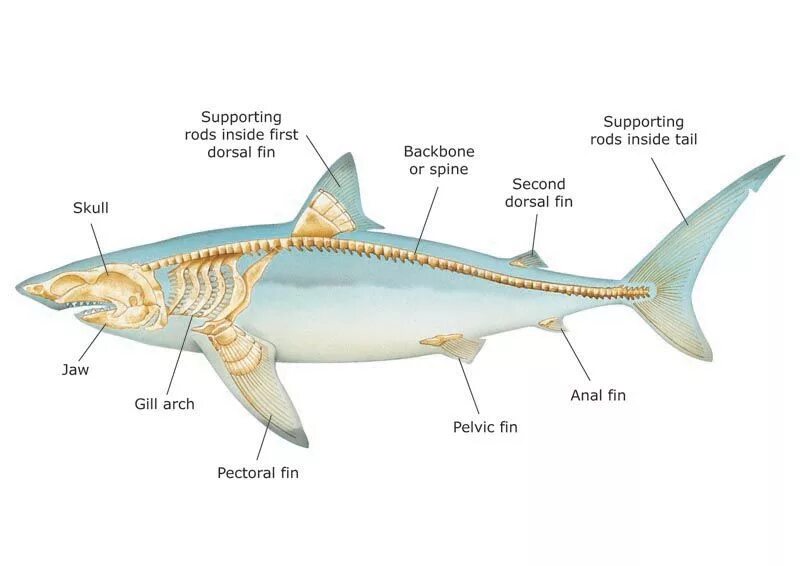 Хрящевые рыбы внутреннее строение скелета. Хрящевые рыбы строение акулы. Строение скелета хрящевых рыб. Строение акулы внутреннее скелет. Внутреннее строение акулы