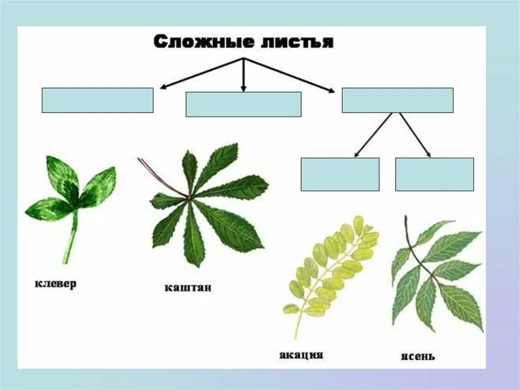 Каштан жизненная форма тип соцветия листорасположение. Каштан конский жилкование листа. Растения со сложными листьями. Жилкование листа каштана. Форма листа каштана.