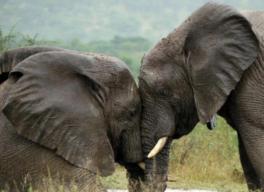 Влюбленные слоны. Влюбленные слоники. Слоны обнимаются. Два слоненка. Two elephants