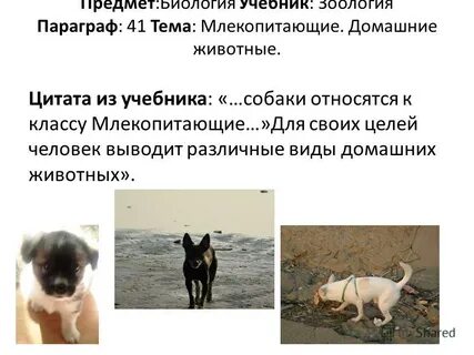 Кому принадлежала собака