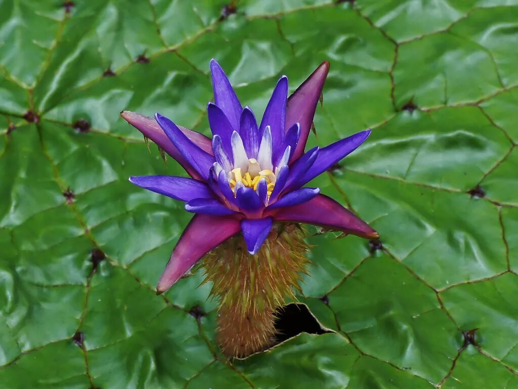 Цветы семь букв. Василек синий медонос. Фиолетовые цветы 5 лепестков. Олеандр (nerium oleander). Цветы семь букв.