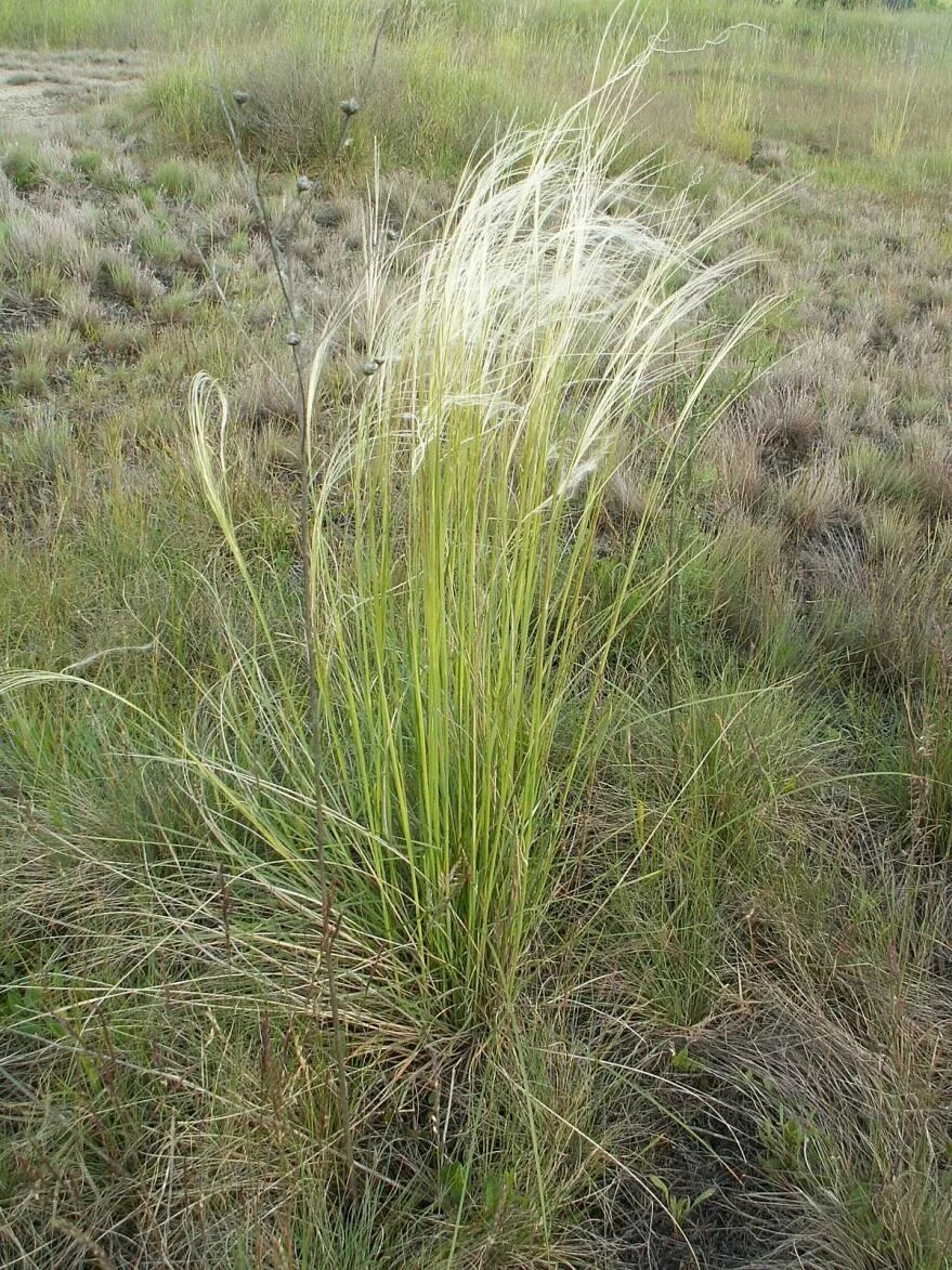 Типчак растение где растет. Ковыль и типчак. ковыль перистый (stipa pennata). типчак степной. stipa rubens ковыль.