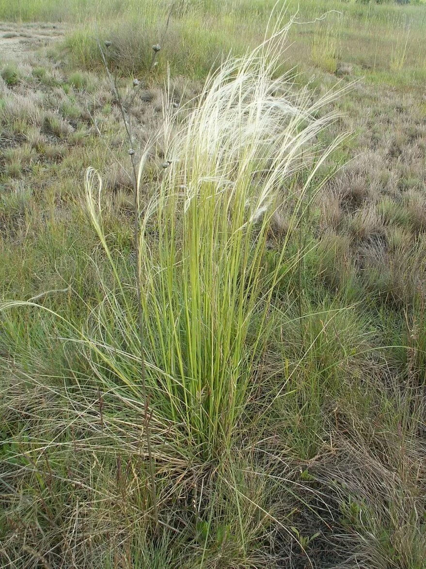 Ковыль и Типчак. Ковыль перистый (Stipa pennata). Типчак Степной. Ковыль (Stipa).