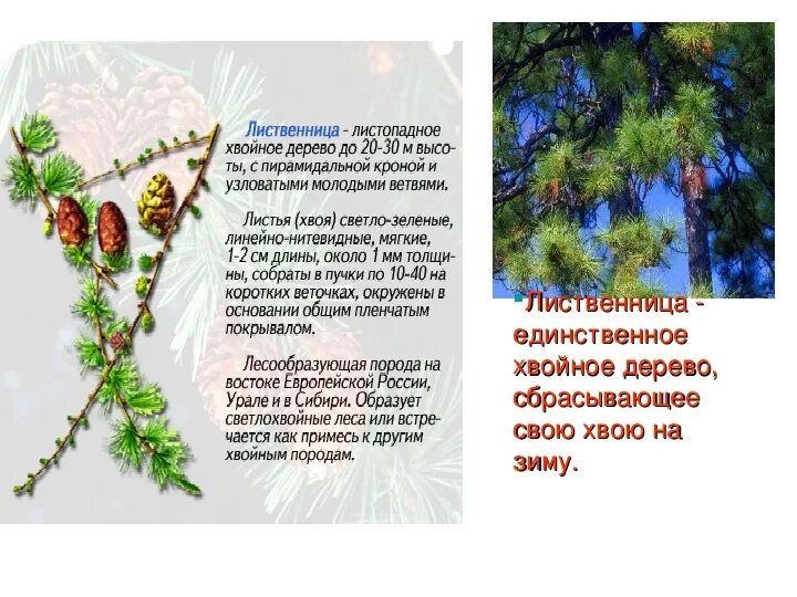 Какое дерево на зиму сбрасывает хвоинки. Лиственница дерево описание. лиственница краткое описание. лиственница листопадное. сообщение о лиственнице.
