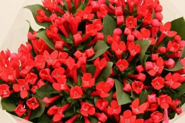 Как выглядит растение бувардия Bouvardia Houseplant Stock Photos Free & Royalty-Free Stock Photos from Dreams