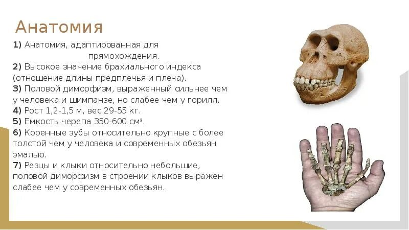Ардипитек скелет. Австралопитеки гоминид. Хомо хабилис австралопитек. Руки австралопитека. Скелет ardipithecus ramidus.