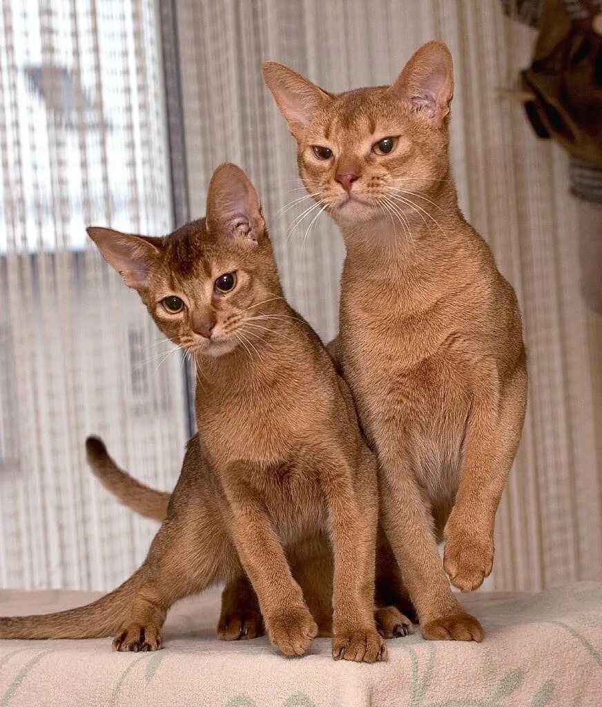 Кошки на которых нет аллергии
