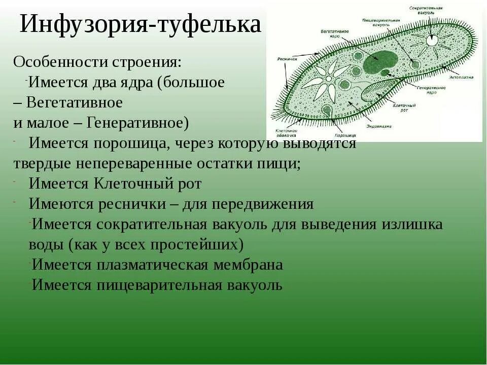 Размер тела инфузории туфельки. Инфузория туфелька особенности строения. особенности строения инфузории туфельки. органоиды инфузории туфельки. органоиды инфузории туфе.