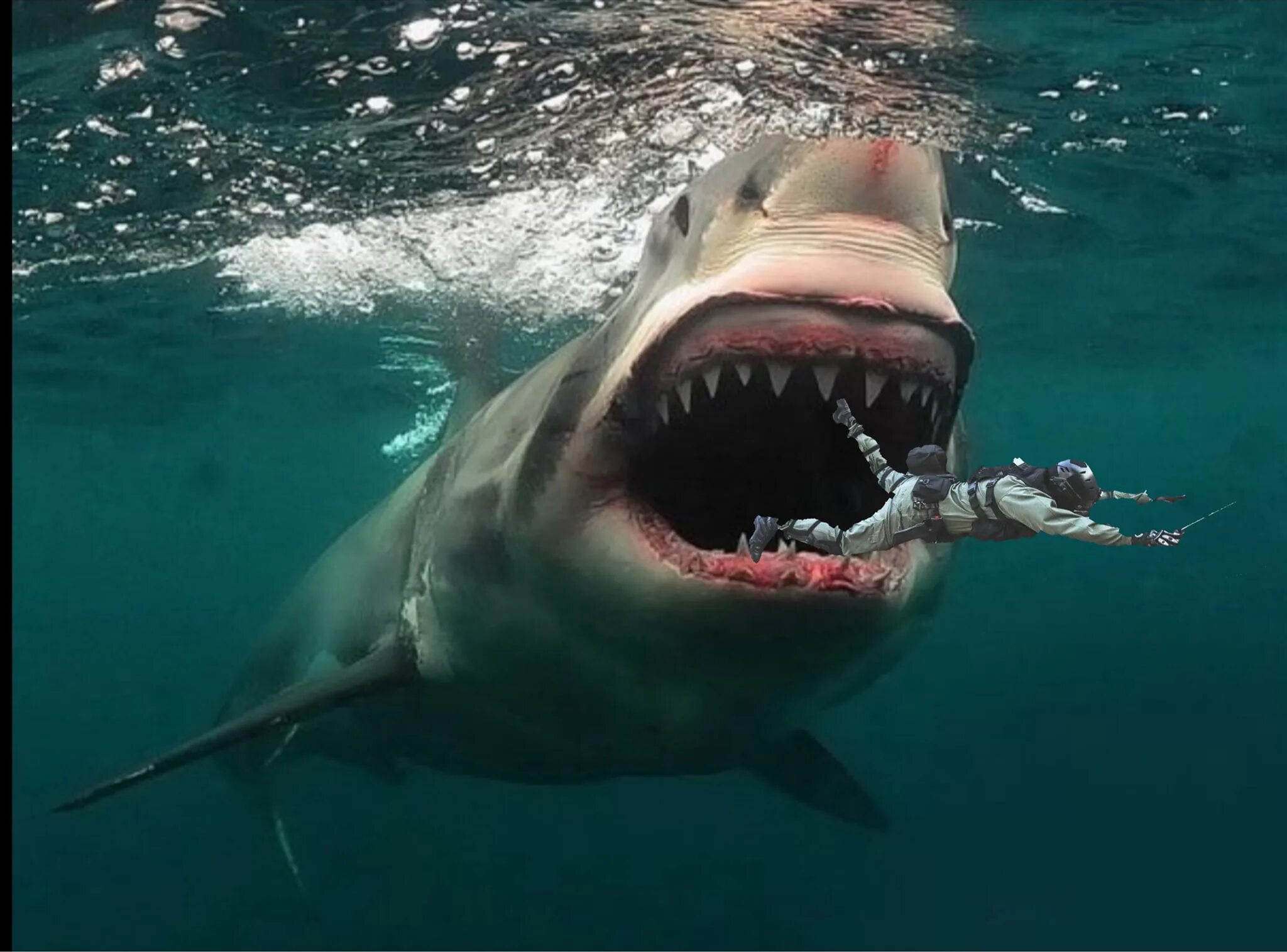Акула с открытыми пастью. Акула белая, акула-людоед, кархародон. Акула пас. Мегалодон челюсть. Большая белая акула кархародон.