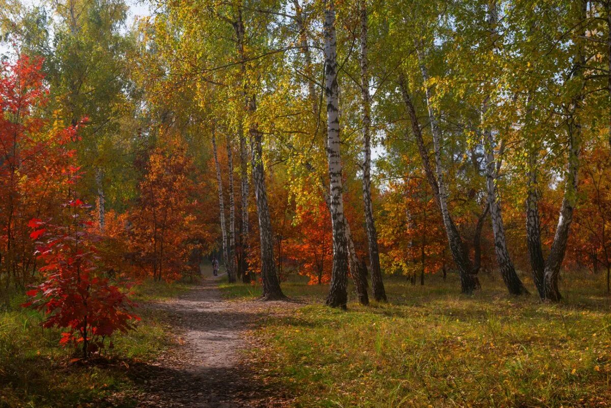 Осина лесная. Осиновые леса осинники. Д осинник. Д осинник. Осиновая роща лес.