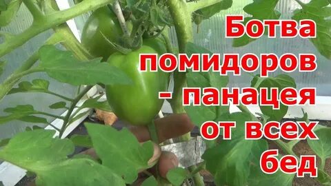 Ботва помидоров применение