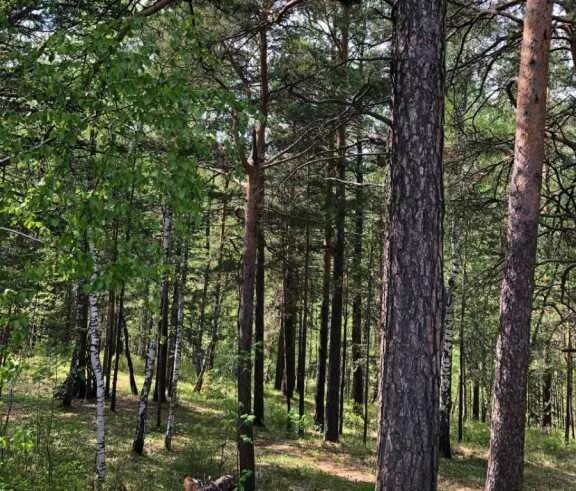 Красноярск тайга фото YugNash.ru
