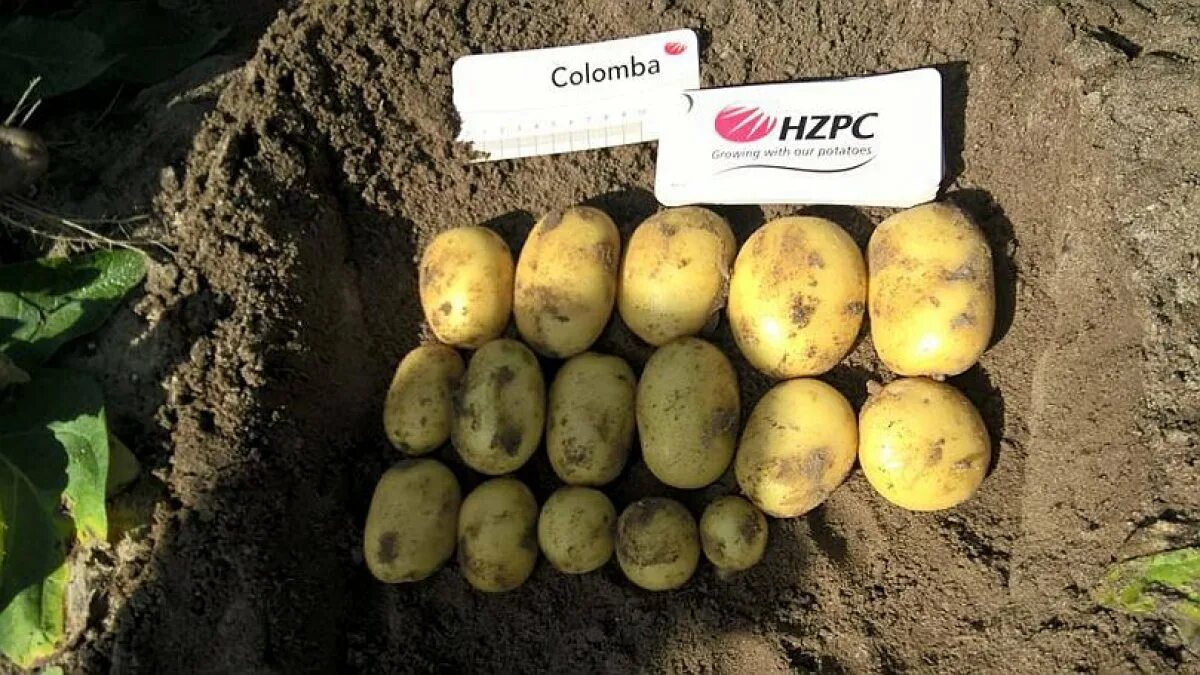 Коломбо картофель характеристика описание. Картофель сорт коломба. Сорт картофеля коломбо. Коломбо картофель характеристика описание. Картофель сорт коломба.
