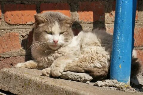 Во дворе кошки малышка о нас