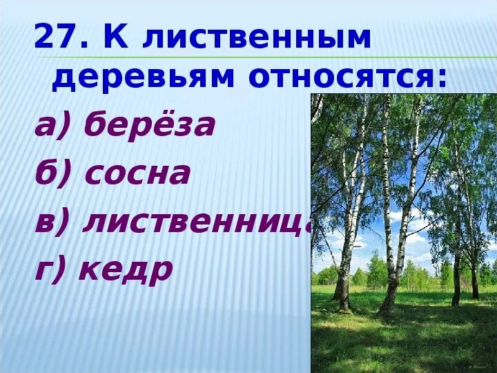 Лиственные древесные породы. Назови лиственные деревья. Хвойные и лиственные породы деревьев. Какое дерево не является хвойным. Кто относится к деревьям.