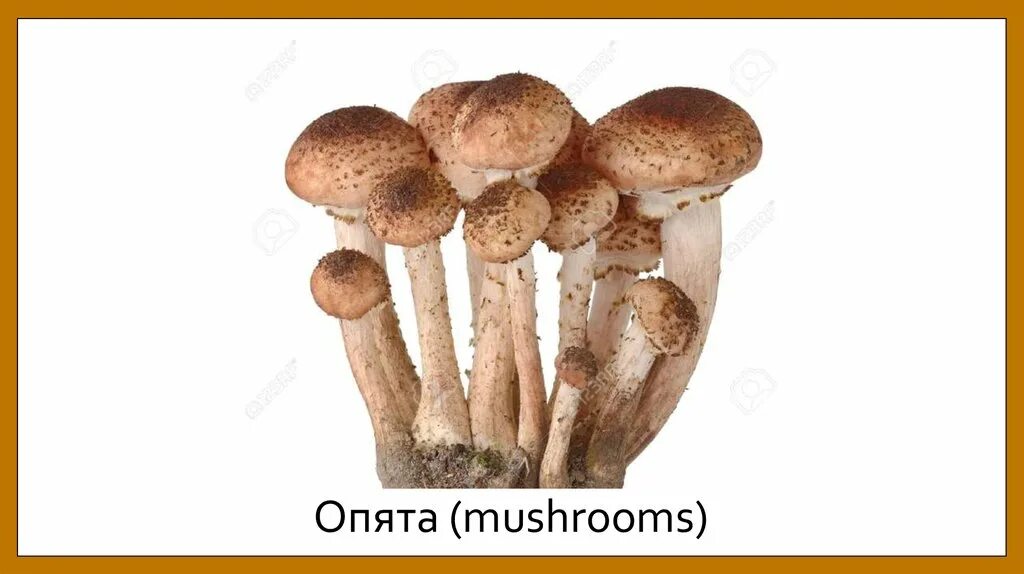 Тест опята. Ложные опята на белом фоне гриб. опята на белом фоне для детей. грибы опята на белом фоне. опята на белом фоне для дошкольников.