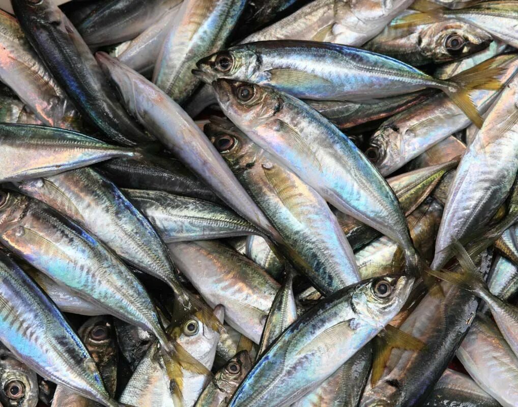 Морская рыба в продаже. Рыба мороженая ассортимент. Рыба и рыбопродукты. Рыбные продукты. Морская рыба для еды.
