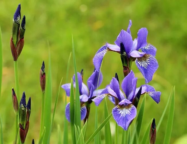 Есть ирис значение. Ирис описание растения для детей. Ирис презентация. Есть ирис значение. Есть ирис значение.