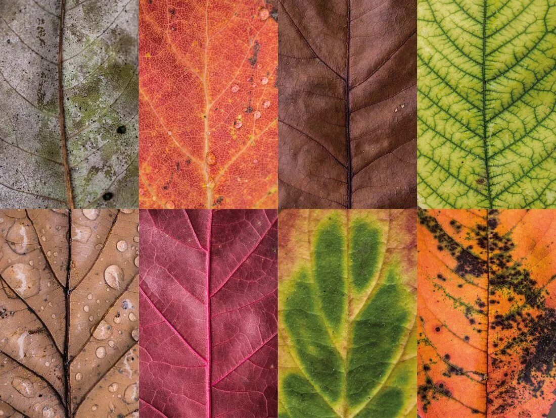 Осенняя окраска листьев. Цвет листьев. Расцветка осенних листьев. Пигменты в листьях деревьев.