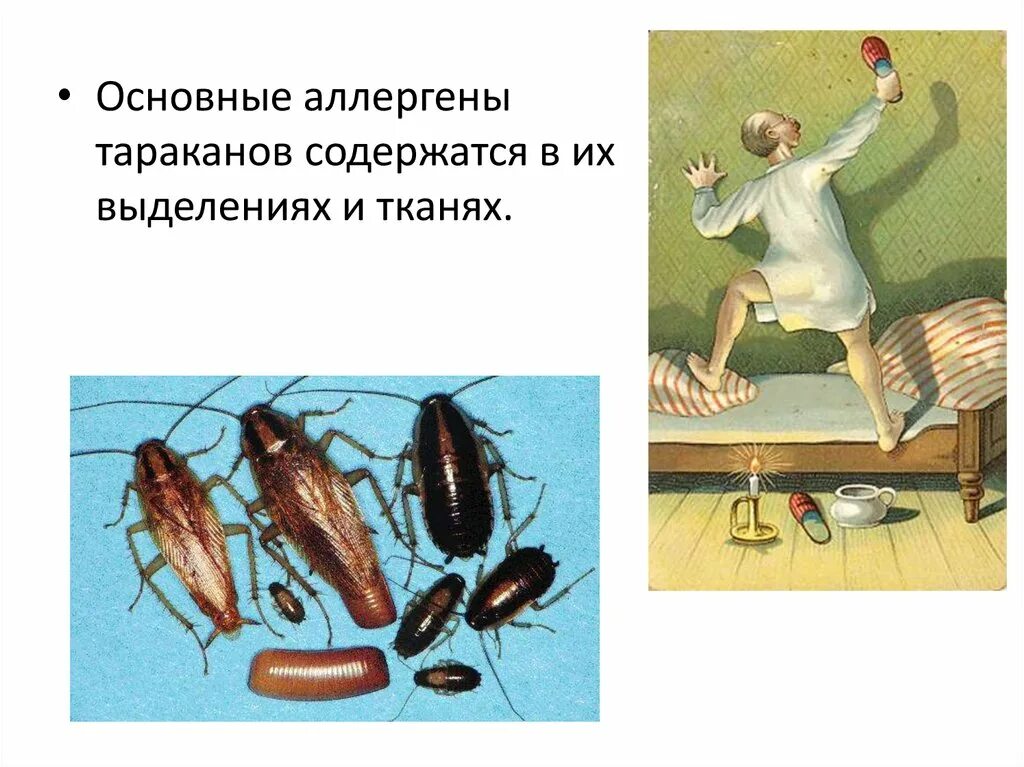 Аллергены тараканов. Аллергены тараканов