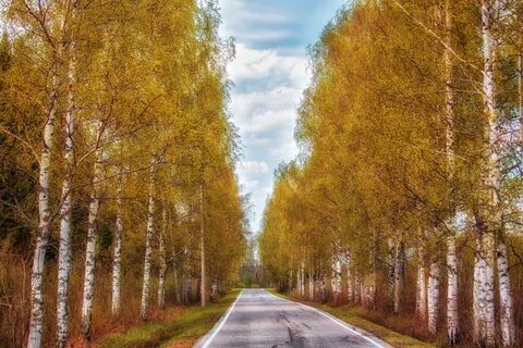 Едем в рощу