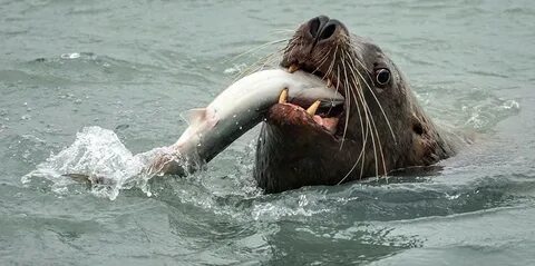 Seals eat