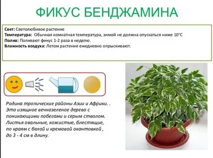 Измерение комнатных растений биология 5