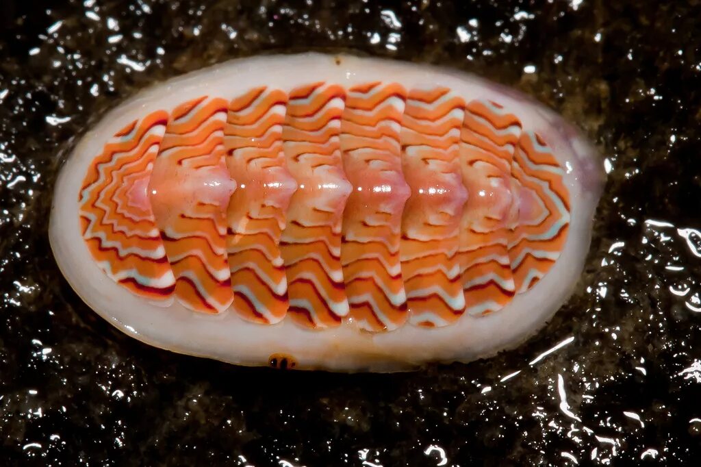 Chiton