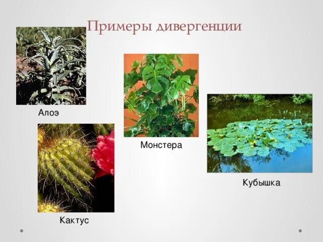 Дивергенция примеры животных и растений Картинки ОРГАНЫ ЖИВОТНЫХ ПРИМЕРЫ