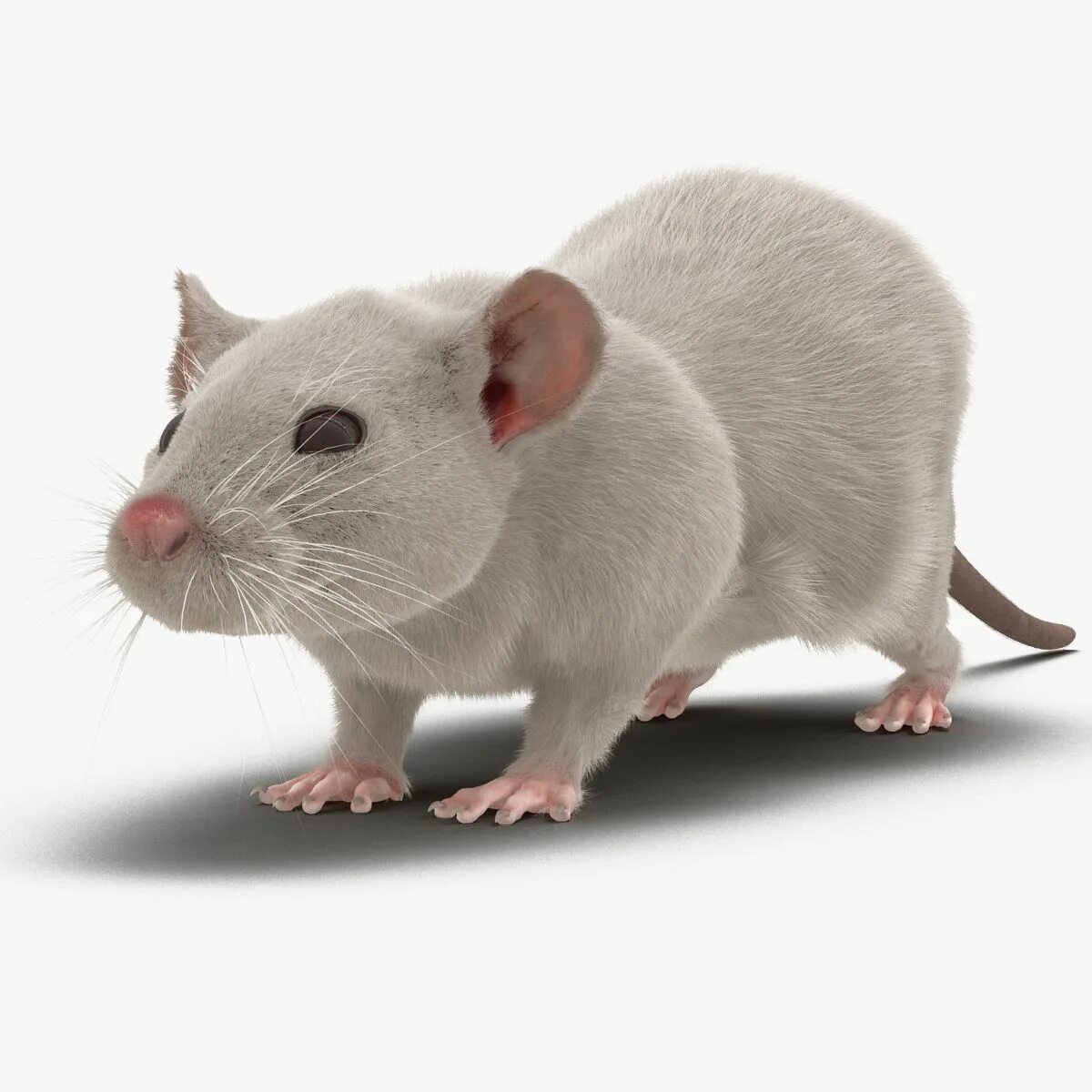 Модели мышей. Белая крыса. Белая металлическая крыса. Три крысы. Крыса макет.