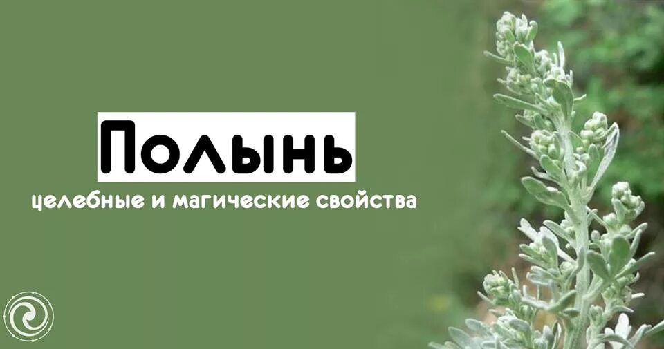 Лечебные свойства полыни. Полынь целебные и магические. полынь - целебные и магические свойства. полынь горькая в магии. полынь магические свойства.