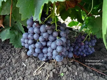 Виноград 342 описание отзывы