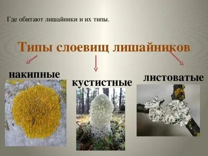 Различают два основных типа слоевищ лишайников