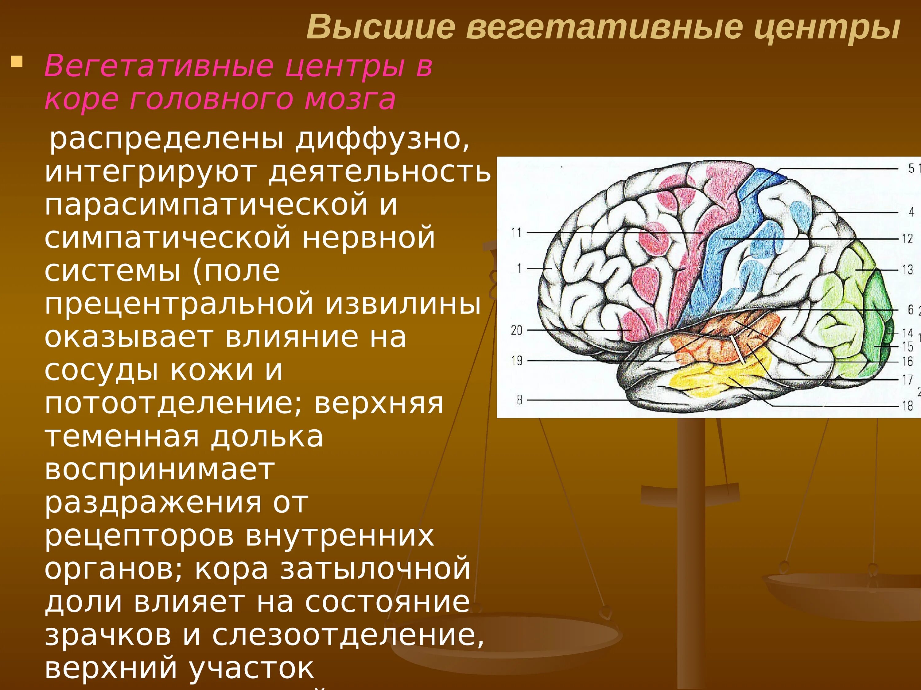 Высшие вегетативные центры. Вегетативные центры головного мозга. Вегетативный мозг. Вегетативные функции мозга. Вегетативным является ядром