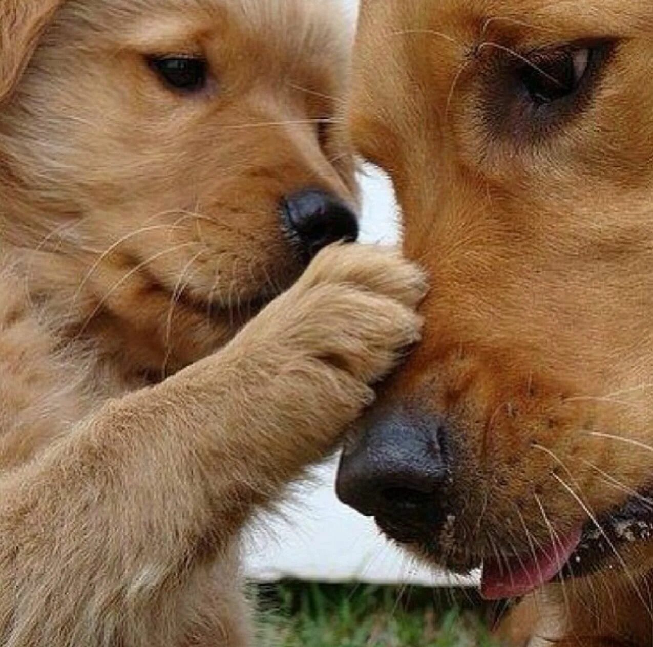 Красивые щенки. Собачку любишь. Собачку любишь. Забавный щенок. Собаки любовь.