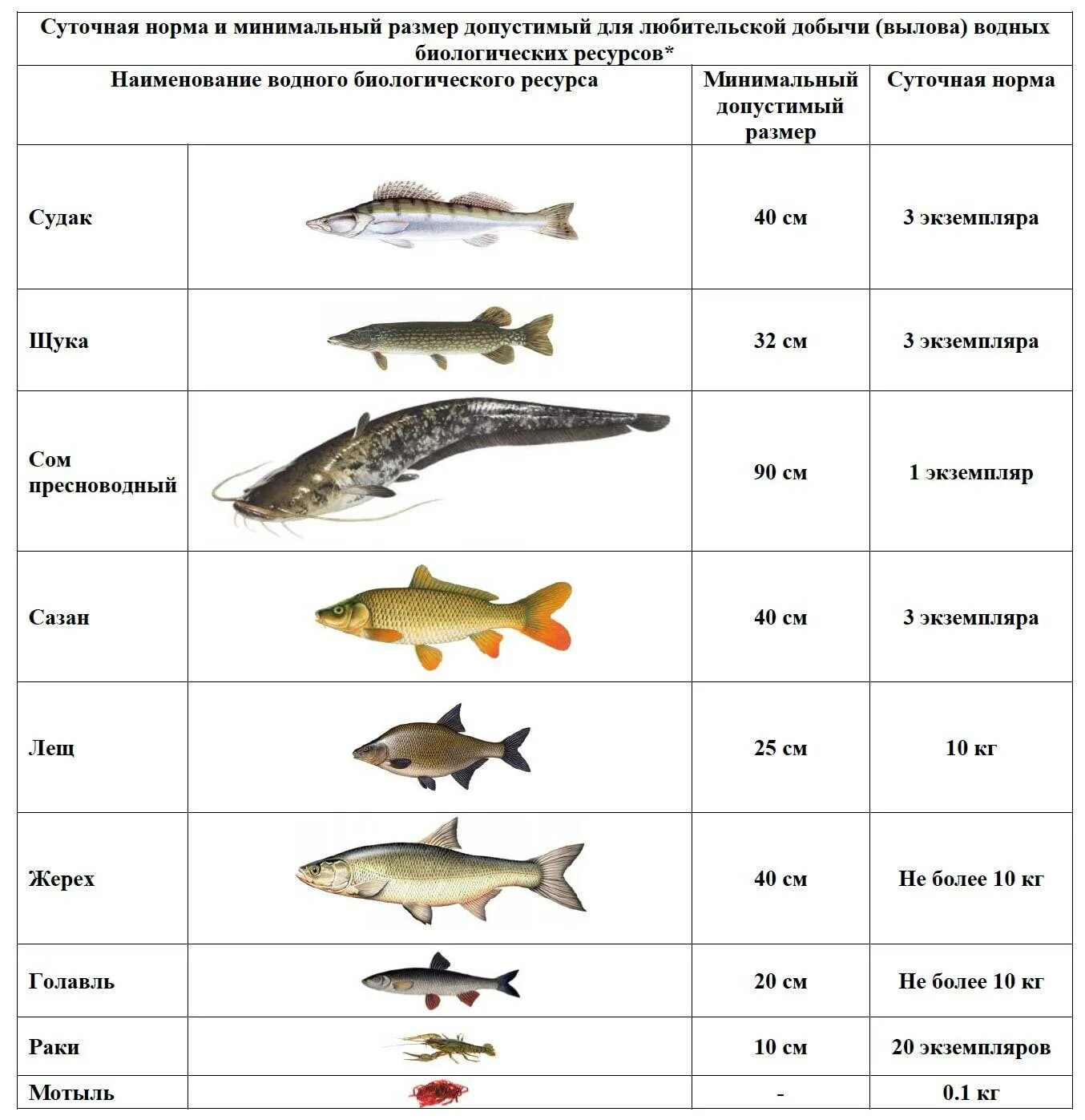 Какую щуку можно ловить. Размер рыбы разрешенной к вылову в Московской области 2021. Таблица нормы вылова рыбы. Таблица размеров допустимый пойманной рыбы. Размер судака разрешенный к вылову.